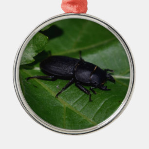 Dorcus parallelipipedus , der kleinere Hirschkäfer Ornament Aus Metall