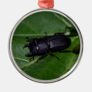 Dorcus parallelipipedus , der kleinere Hirschkäfer Ornament Aus Metall