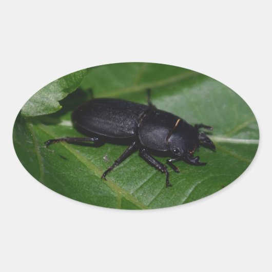 Dorcus parallelipipedus , der kleinere Hirschkäfer Ovaler Aufkleber (Vorderseite)