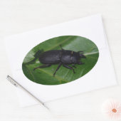 Dorcus parallelipipedus , der kleinere Hirschkäfer Ovaler Aufkleber (Umschlag)