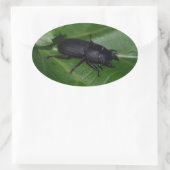 Dorcus parallelipipedus , der kleinere Hirschkäfer Ovaler Aufkleber (Tasche)