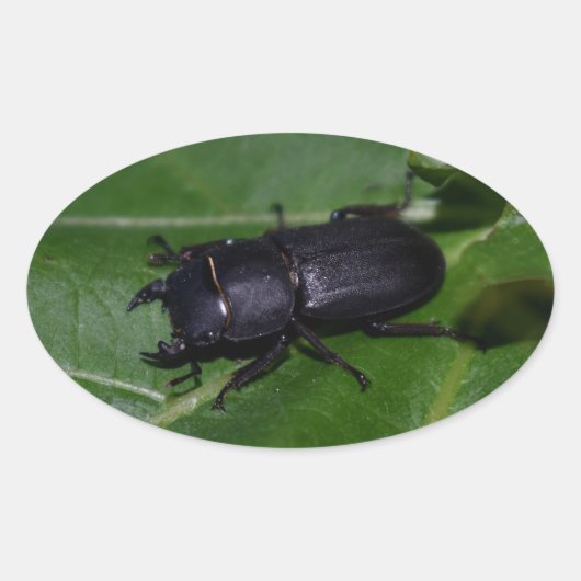 Dorcus parallelipipedus , der kleinere Hirschkäfer Ovaler Aufkleber (Vorderseite)