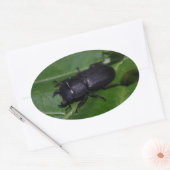 Dorcus parallelipipedus , der kleinere Hirschkäfer Ovaler Aufkleber (Umschlag)