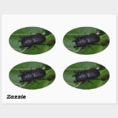Dorcus parallelipipedus , der kleinere Hirschkäfer Ovaler Aufkleber (Blatt)