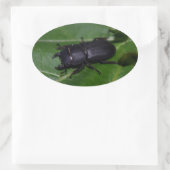 Dorcus parallelipipedus , der kleinere Hirschkäfer Ovaler Aufkleber (Tasche)