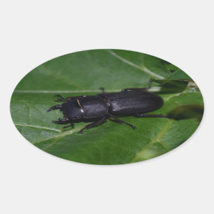 Dorcus parallelipipedus , der kleinere Hirschkäfer Ovaler Aufkleber