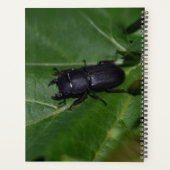 Dorcus parallelipipedus , der kleinere Hirschkäfer Planer (Rückseite)