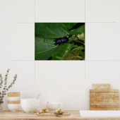 Dorcus parallelipipedus , der kleinere Hirschkäfer Poster (Küche)