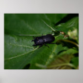 Dorcus parallelipipedus , der kleinere Hirschkäfer Poster (Vorne)