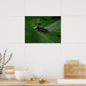 Dorcus parallelipipedus , der kleinere Hirschkäfer Poster (Küche)
