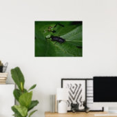 Dorcus parallelipipedus , der kleinere Hirschkäfer Poster (Heimbüro)