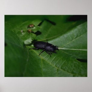 Dorcus parallelipipedus , der kleinere Hirschkäfer Poster