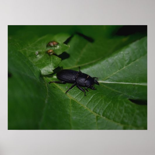 Dorcus parallelipipedus , der kleinere Hirschkäfer Poster (Vorne)