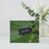 Dorcus parallelipipedus , der kleinere Hirschkäfer Postkarte (Stehend Vorderseite)