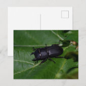 Dorcus parallelipipedus , der kleinere Hirschkäfer Postkarte (Vorne/Hinten)