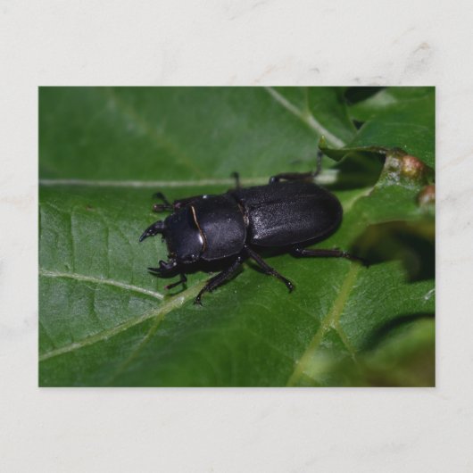 Dorcus parallelipipedus , der kleinere Hirschkäfer Postkarte (Vorderseite)