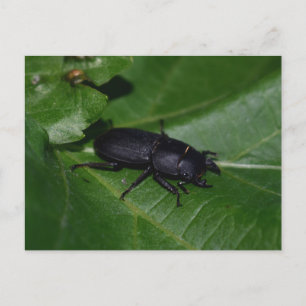 Dorcus parallelipipedus , der kleinere Hirschkäfer Postkarte