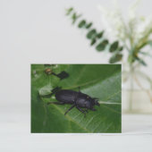 Dorcus parallelipipedus , der kleinere Hirschkäfer Postkarte (Stehend Vorderseite)