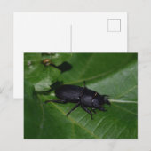Dorcus parallelipipedus , der kleinere Hirschkäfer Postkarte (Vorne/Hinten)