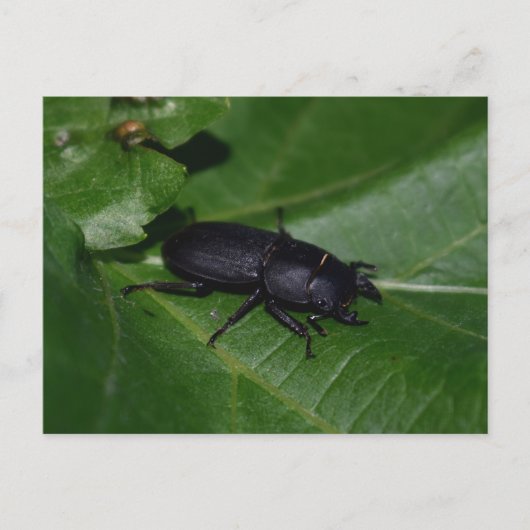 Dorcus parallelipipedus , der kleinere Hirschkäfer Postkarte (Vorderseite)