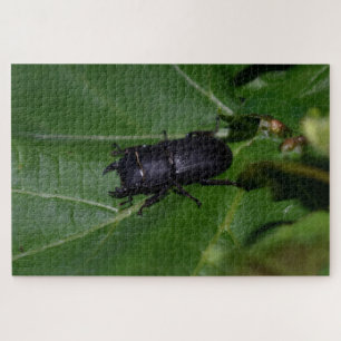 Dorcus parallelipipedus , der kleinere Hirschkäfer Puzzle