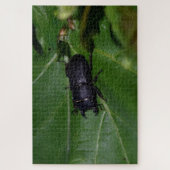 Dorcus parallelipipedus , der kleinere Hirschkäfer Puzzle (Vertikal)