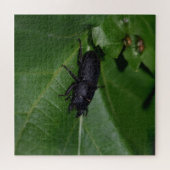 Dorcus parallelipipedus , der kleinere Hirschkäfer Puzzle (Horizontal)