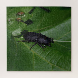 Dorcus parallelipipedus , der kleinere Hirschkäfer Puzzle
