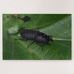 Dorcus parallelipipedus , der kleinere Hirschkäfer Puzzle