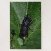Dorcus parallelipipedus , der kleinere Hirschkäfer Puzzle (Vertikal)