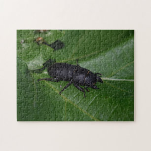 Dorcus parallelipipedus , der kleinere Hirschkäfer Puzzle
