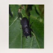 Dorcus parallelipipedus , der kleinere Hirschkäfer Puzzle (Vertikal)