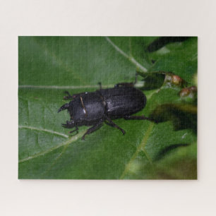 Dorcus parallelipipedus , der kleinere Hirschkäfer Puzzle