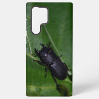 Dorcus parallelipipedus , der kleinere Hirschkäfer