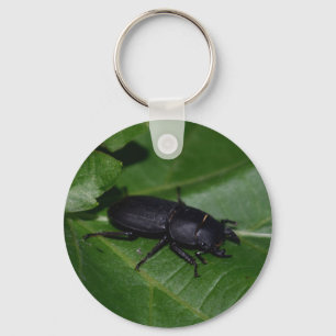 Dorcus parallelipipedus , der kleinere Hirschkäfer Schlüsselanhänger