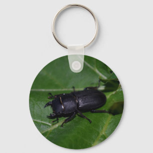 Dorcus parallelipipedus , der kleinere Hirschkäfer Schlüsselanhänger
