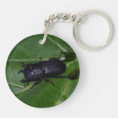 Dorcus parallelipipedus , der kleinere Hirschkäfer Schlüsselanhänger (Rückseite)