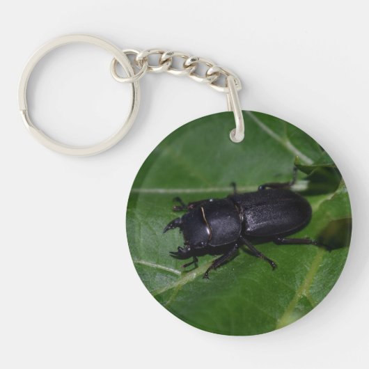 Dorcus parallelipipedus , der kleinere Hirschkäfer Schlüsselanhänger (Vorderseite)