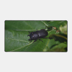 Dorcus parallelipipedus , der kleinere Hirschkäfer Schreibtischunterlage