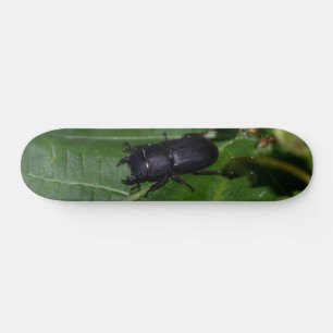 Dorcus parallelipipedus , der kleinere Hirschkäfer Skateboard
