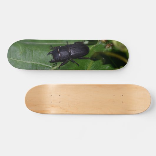 Dorcus parallelipipedus , der kleinere Hirschkäfer Skateboard (Horizontal)