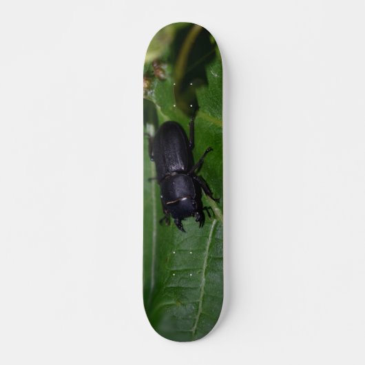 Dorcus parallelipipedus , der kleinere Hirschkäfer Skateboard (Vorne)