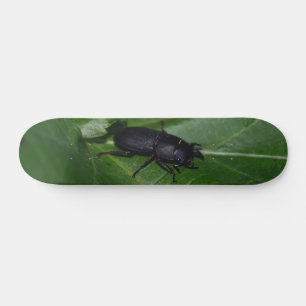 Dorcus parallelipipedus , der kleinere Hirschkäfer Skateboard