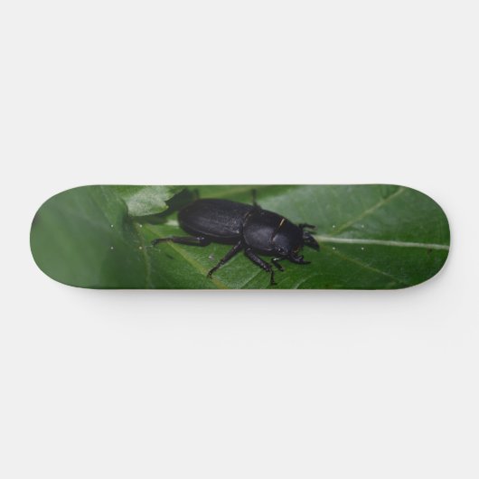 Dorcus parallelipipedus , der kleinere Hirschkäfer Skateboard (Horizontal)