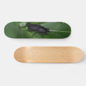 Dorcus parallelipipedus , der kleinere Hirschkäfer Skateboard (Horizontal)