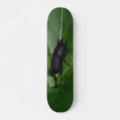 Dorcus parallelipipedus , der kleinere Hirschkäfer Skateboard (Vorne)
