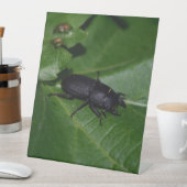 Dorcus parallelipipedus , der kleinere Hirschkäfer Sockelschild (In Situ)