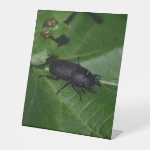 Dorcus parallelipipedus , der kleinere Hirschkäfer Sockelschild