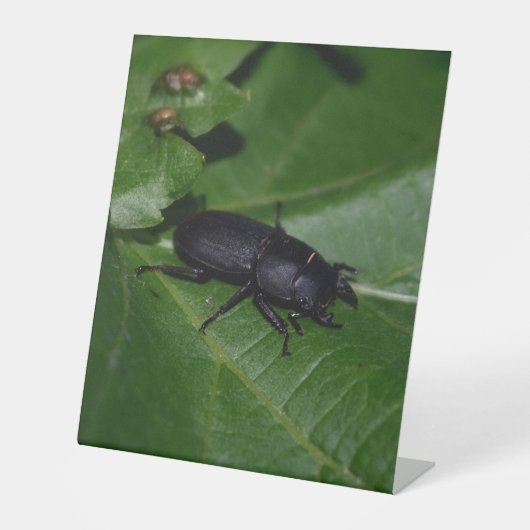 Dorcus parallelipipedus , der kleinere Hirschkäfer Sockelschild (Vorderseite)