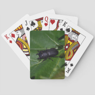 Dorcus parallelipipedus , der kleinere Hirschkäfer Spielkarten